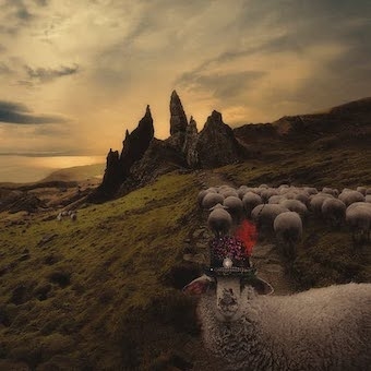 Franck Carducci Sheeple